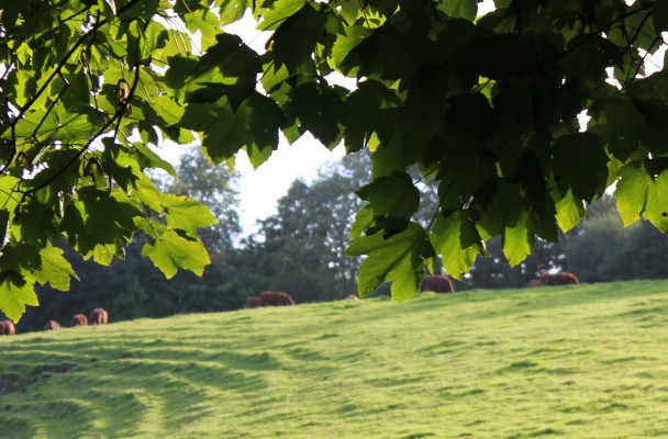 Image: Luke Thompson