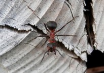 red-wood-ant