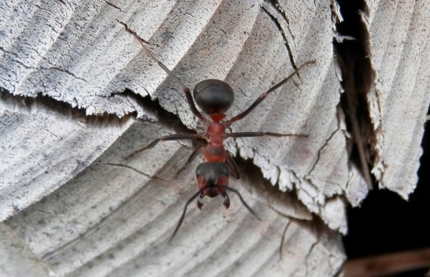 red-wood-ant