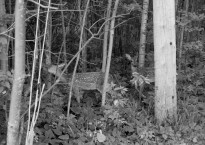 Image by Polly Atkin