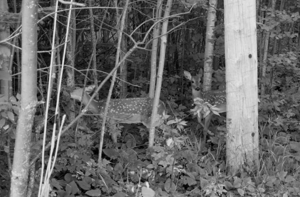 Image by Polly Atkin