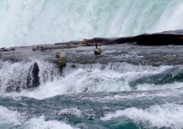 Image by Polly Atkin