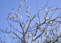 Image by Alison Brackenbury