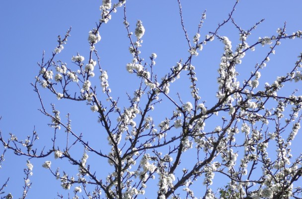 Image by Alison Brackenbury