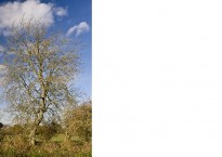 Ash tree, Fraxinus excelsior, in hedgerow, Stour Valley, Dorset.