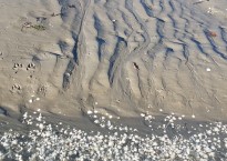 Image by Amanda Bell